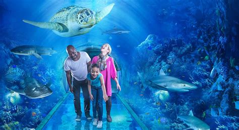 Experience the Magic of the Ocean at the Magical Lights Aquarium